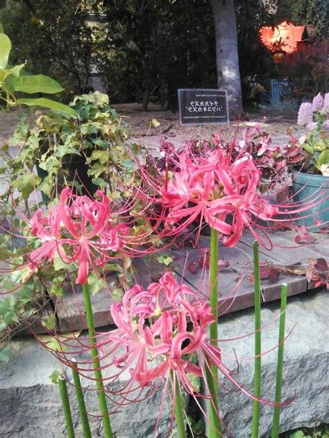 曼陀羅華 彼岸花